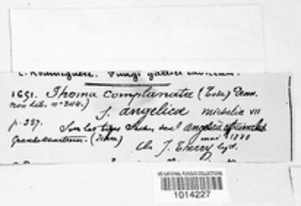 Calophoma complanata image